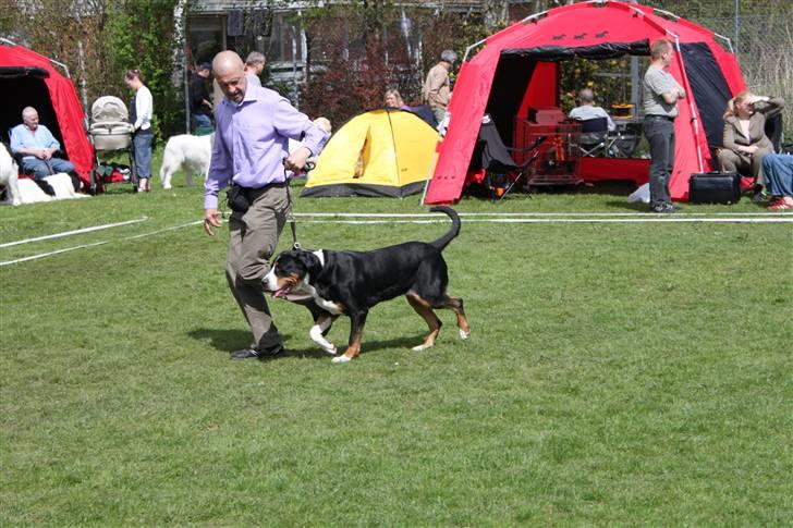 Labrador retriever Laika - Hillerød-udstillingen D.02/05-10 billede 15