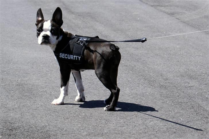 Boston terrier Malou billede 1