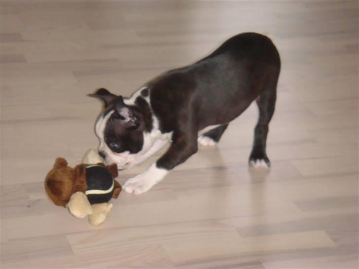 Boston terrier Malou billede 2