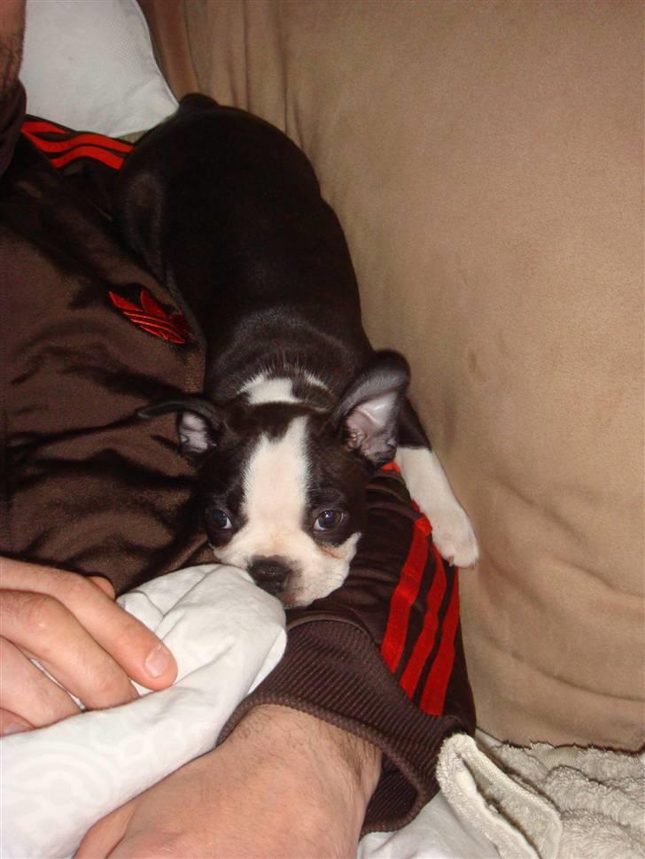 Boston terrier Malou - Slapper på far´s arm. billede 3