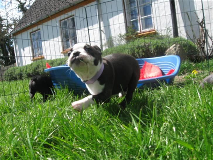 Boston terrier Malou billede 4