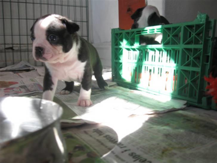 Boston terrier Malou billede 5