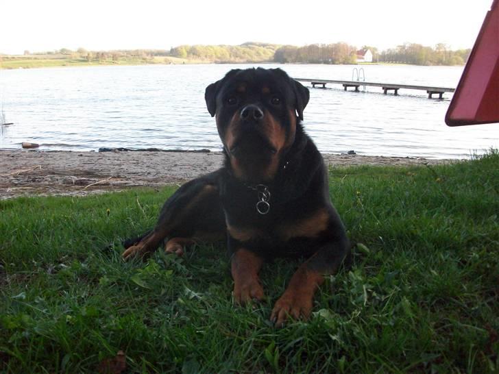 Rottweiler Ace billede 17