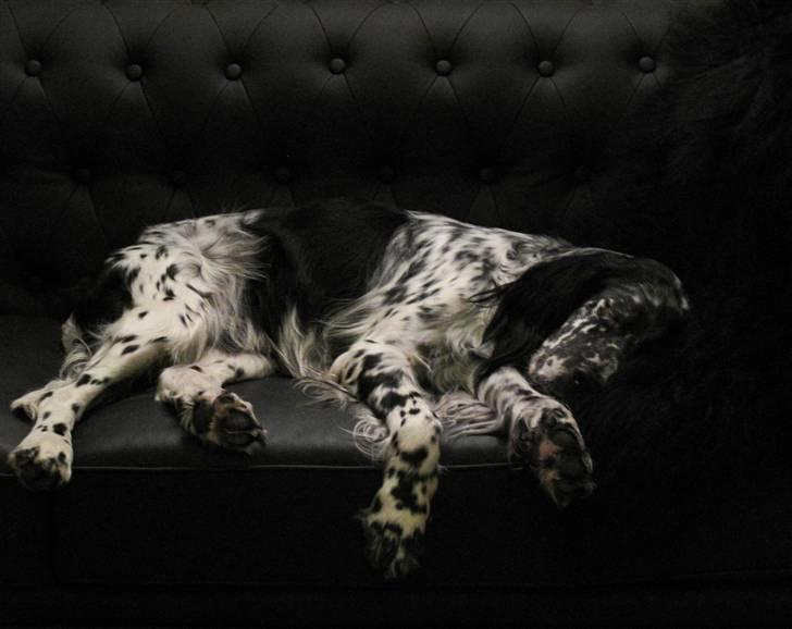 Engelsk setter Eddie billede 1