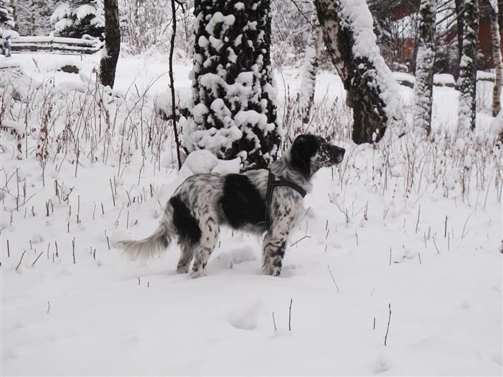 Engelsk setter Eddie billede 2