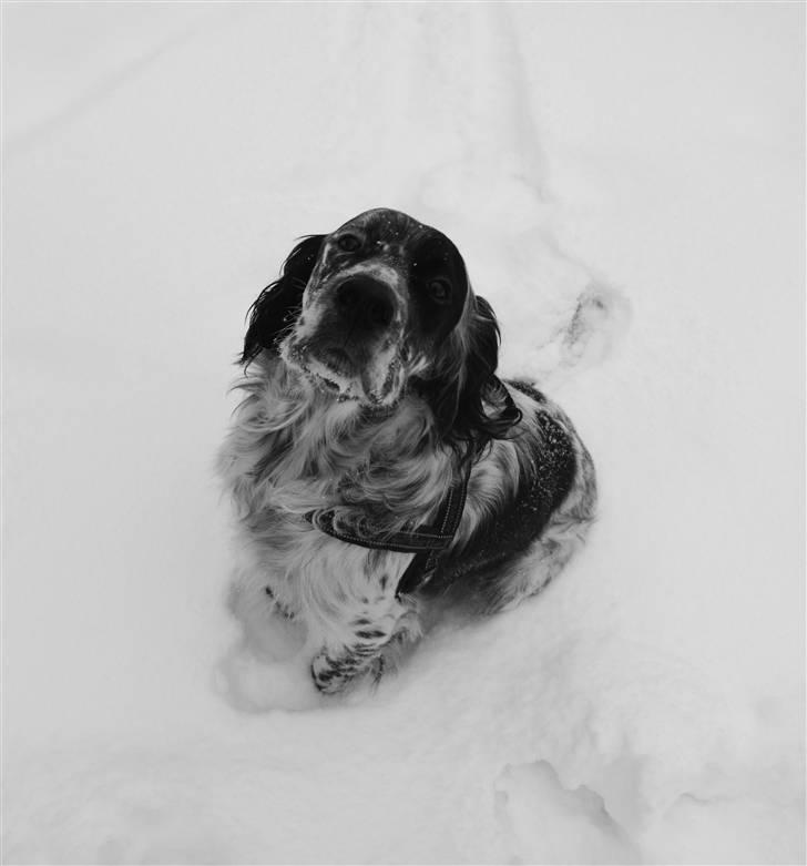 Engelsk setter Eddie billede 3