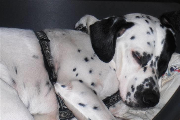 Blanding af racer pongo R.I.P billede 9