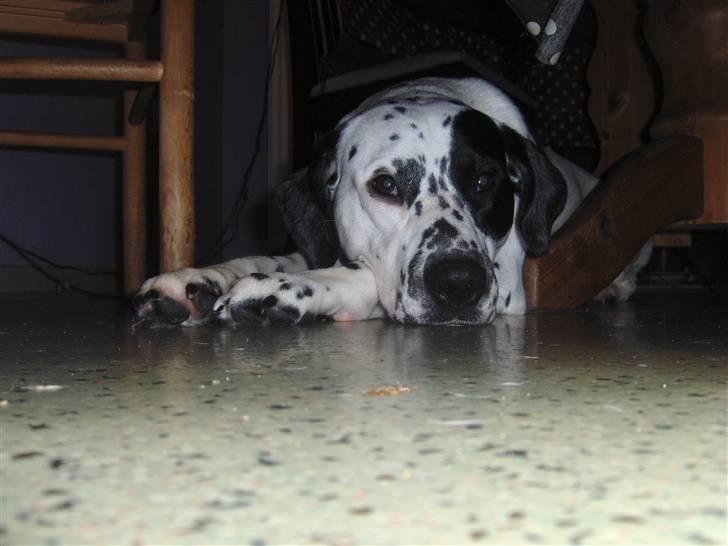 Blanding af racer pongo R.I.P billede 10