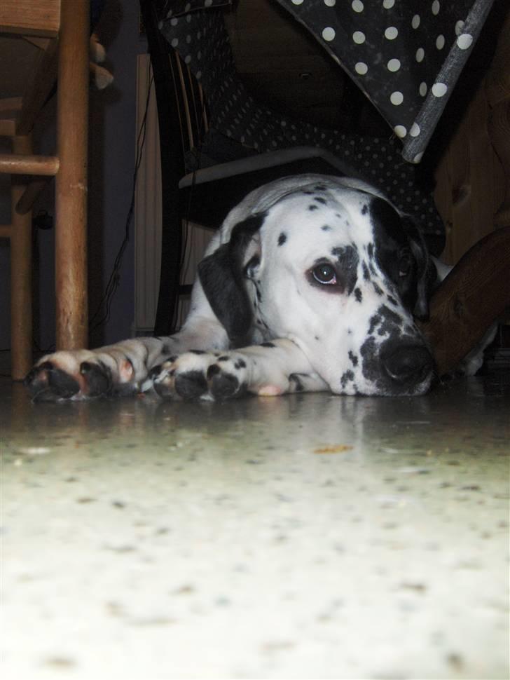 Blanding af racer pongo R.I.P billede 11