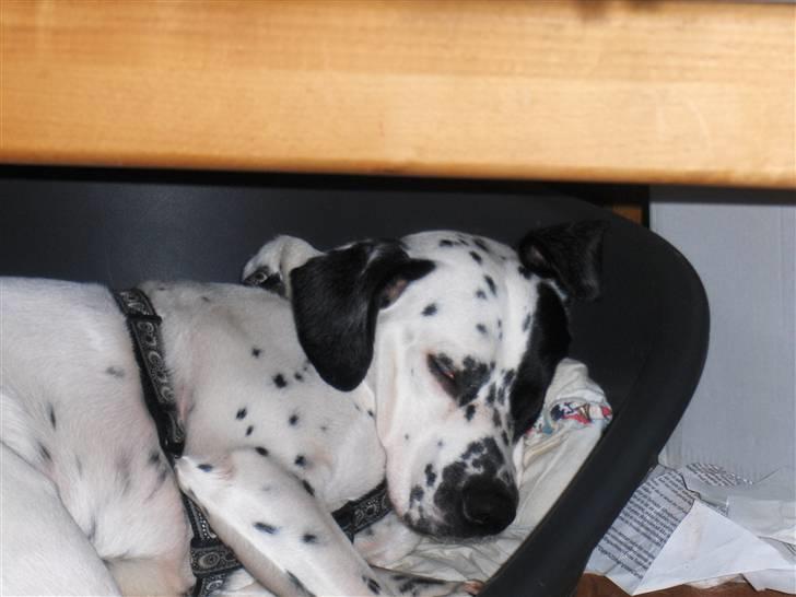Blanding af racer pongo R.I.P billede 12