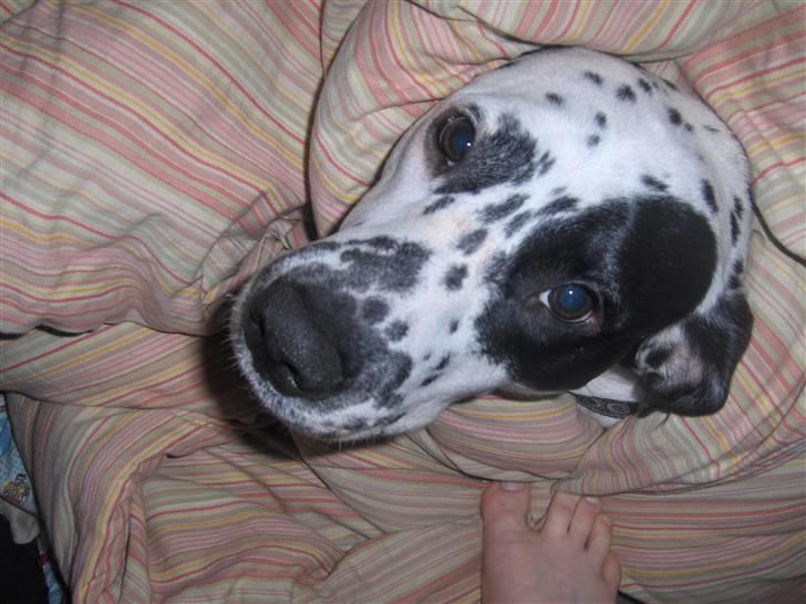 Blanding af racer pongo R.I.P - Vintertid = Dynetid billede 13