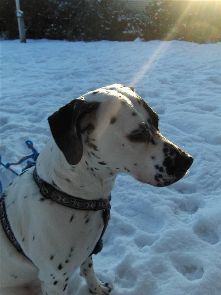 Blanding af racer pongo R.I.P - er jeg ikke smuk billede 14