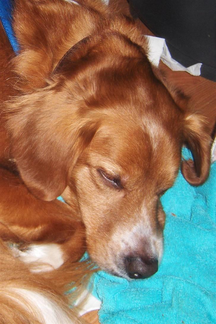 Nova scotia duck tolling retriever Chang - tak fordi i kiggede forbi, men når man er en ældre herre, så skal man have en lille GAAB lur <3 billede 19