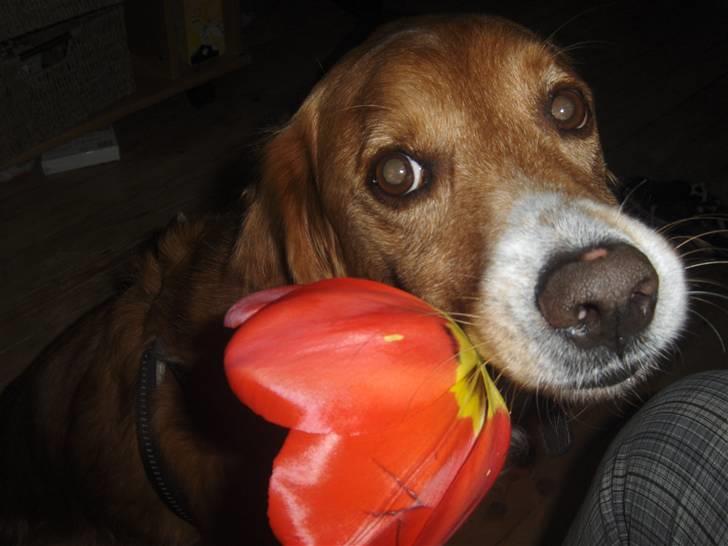Nova scotia duck tolling retriever Chang - okay... hvis du får en blomst, får jeg så en godbid? billede 9
