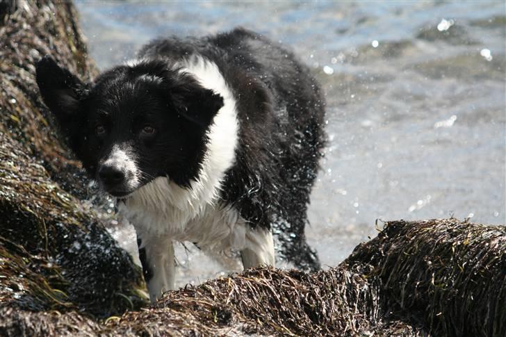 Border collie Vila - R.I.P billede 14