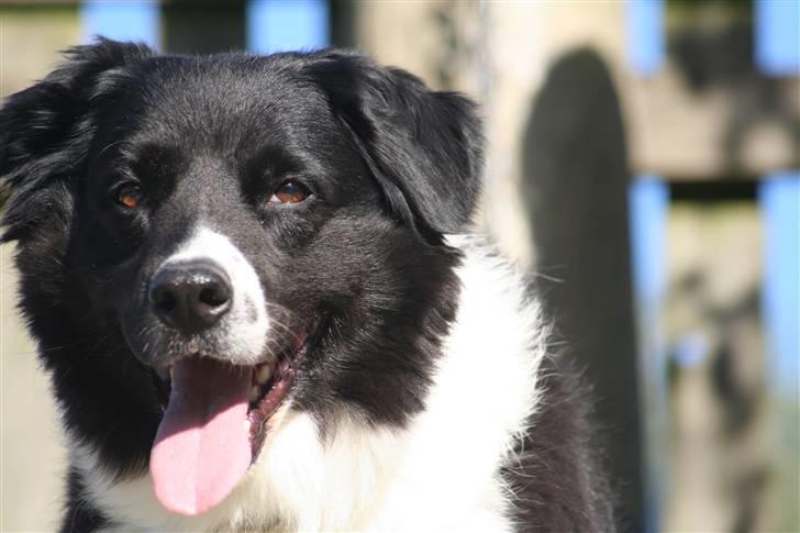 Border collie Vila - R.I.P billede 16