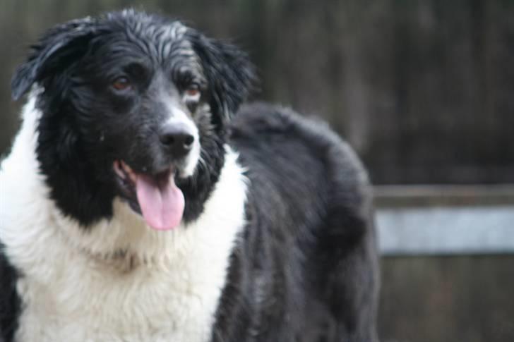 Border collie Vila - R.I.P billede 17