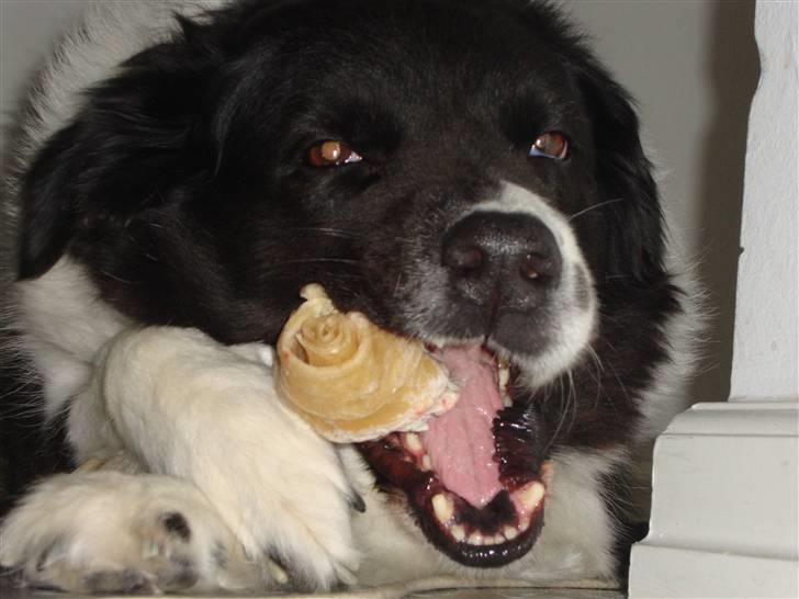 Border collie Vila - R.I.P billede 18