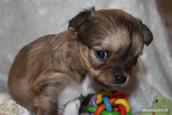 Chihuahua Felia / Ofelia :-) billede 1