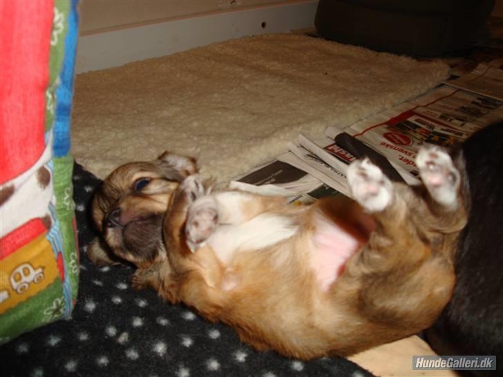 Chihuahua Felia / Ofelia :-) billede 2