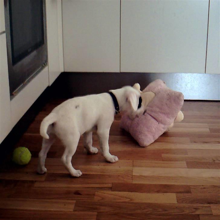 Dansk svensk gaardhund Holger billede 10