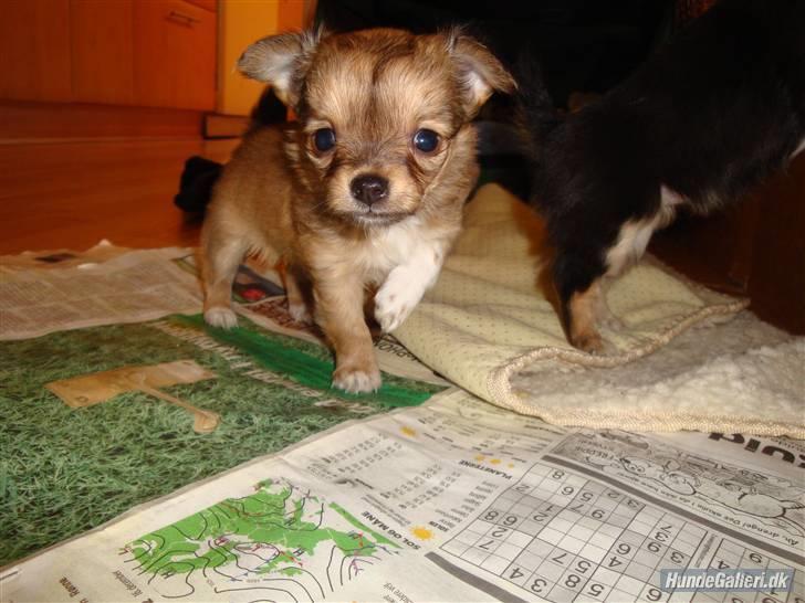 Chihuahua Felia / Ofelia :-) billede 3