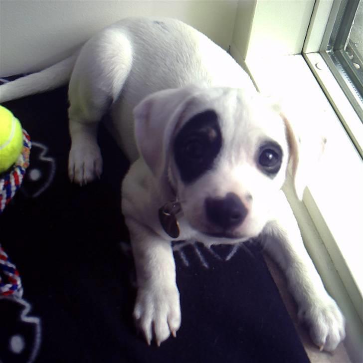 Dansk svensk gaardhund Holger billede 11