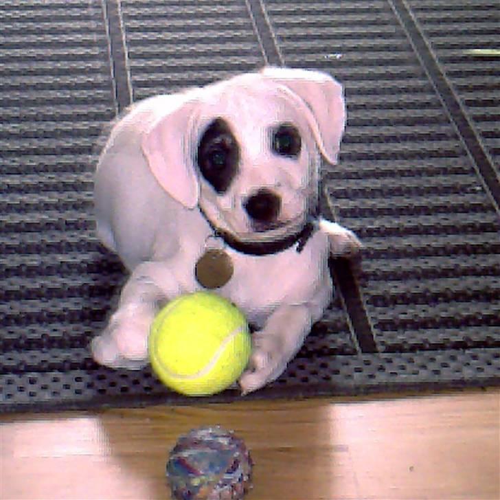 Dansk svensk gaardhund Holger billede 12