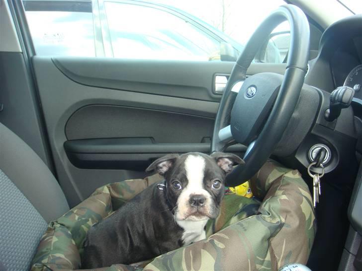 Boston terrier Ozzy billede 1