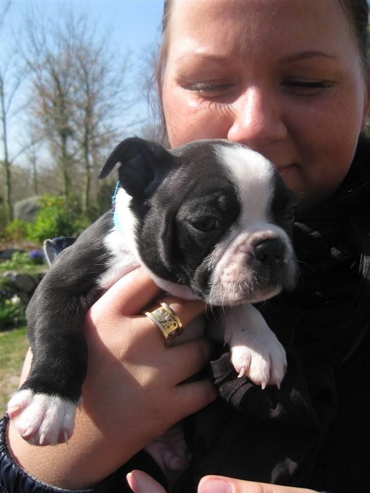 Boston terrier Ozzy billede 2