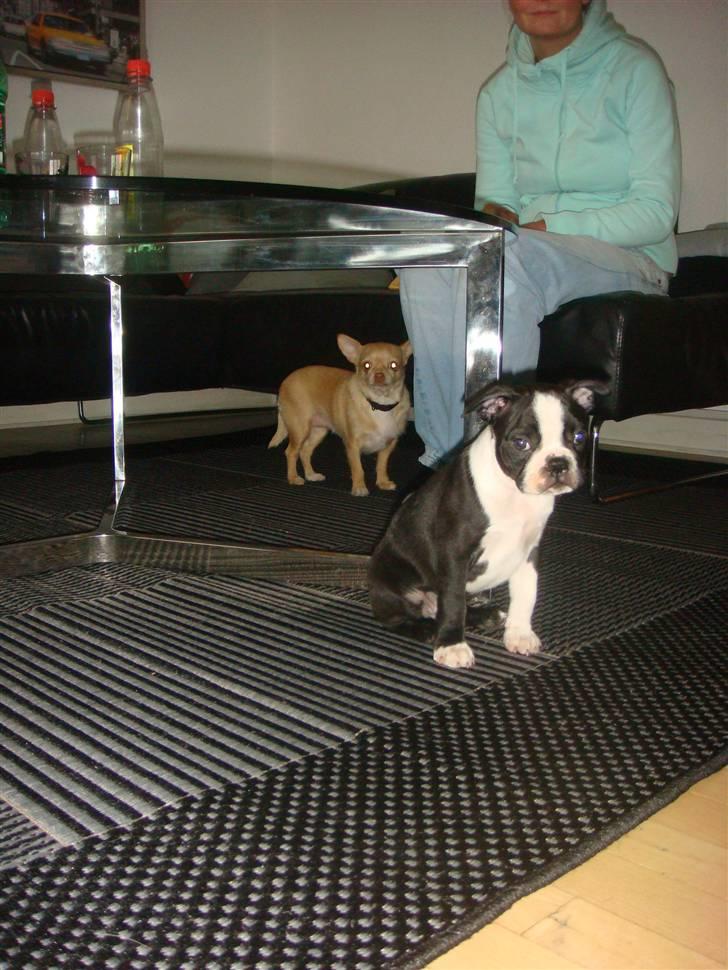 Boston terrier Ozzy billede 3