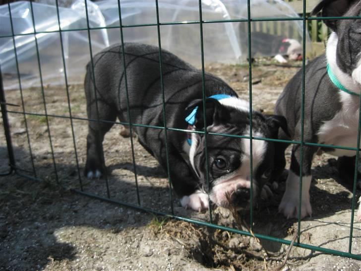 Boston terrier Ozzy billede 4