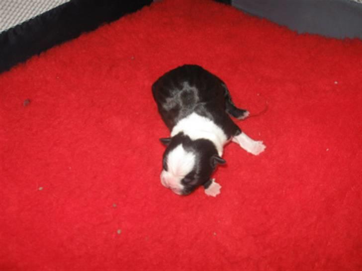 Boston terrier Ozzy billede 5