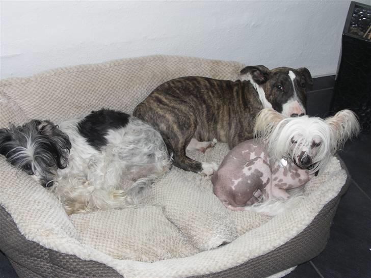Chinese crested powder puff Dama - FV: Dama, Diego og Vincent. I deres fælles hunde-kurv i stuen. :) billede 13