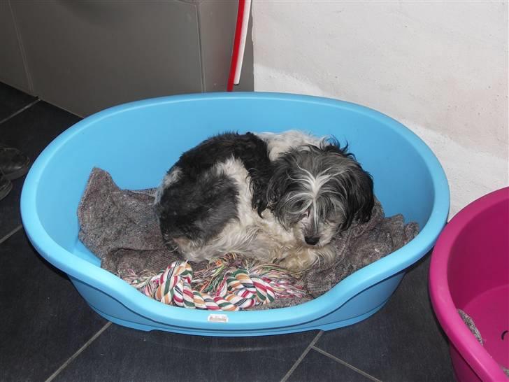 Chinese crested powder puff Dama - Dama der åbenbart foretrækker Vincent´s kurv, frem for hendes egen pink. :) billede 14