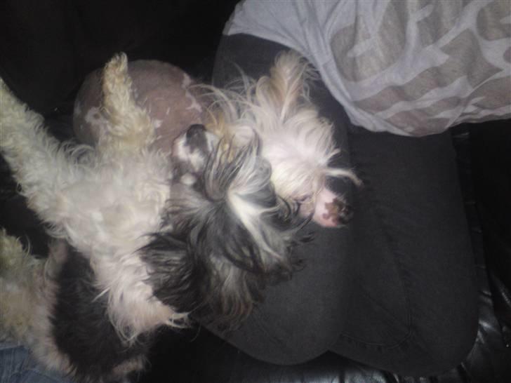 Chinese crested powder puff Dama - Dama og Vincent der ligger i sofaen med mor. :) billede 15