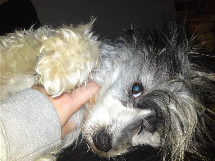 Chinese crested powder puff Dama - Søde lille Dama :) billede 16