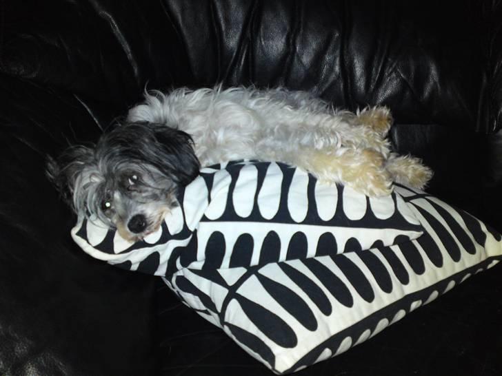 Chinese crested powder puff Dama - Dama der nyder at ligge og putte i sofaen ovenpå begge puder. :) billede 17