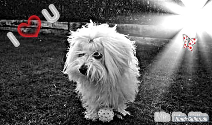 Coton de tulear Silke - Elsker dette billede billede 3