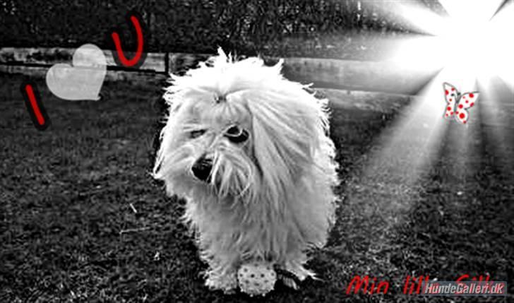 Coton de tulear Silke - smukke hund billede 4