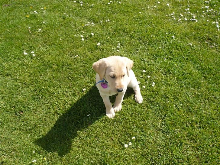 Labrador retriever Senta [BABY] billede 4