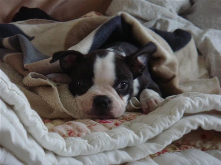 Boston terrier Malou billede 6