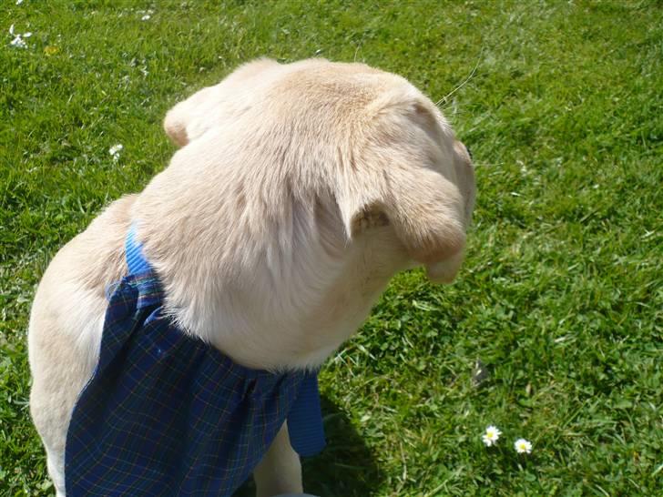 Labrador retriever Senta [BABY] billede 5