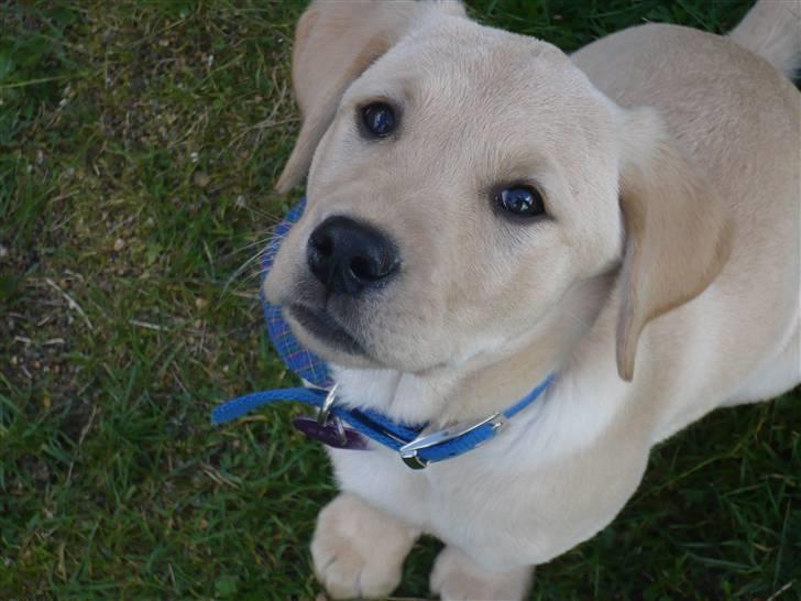 Labrador retriever Senta [BABY] billede 6