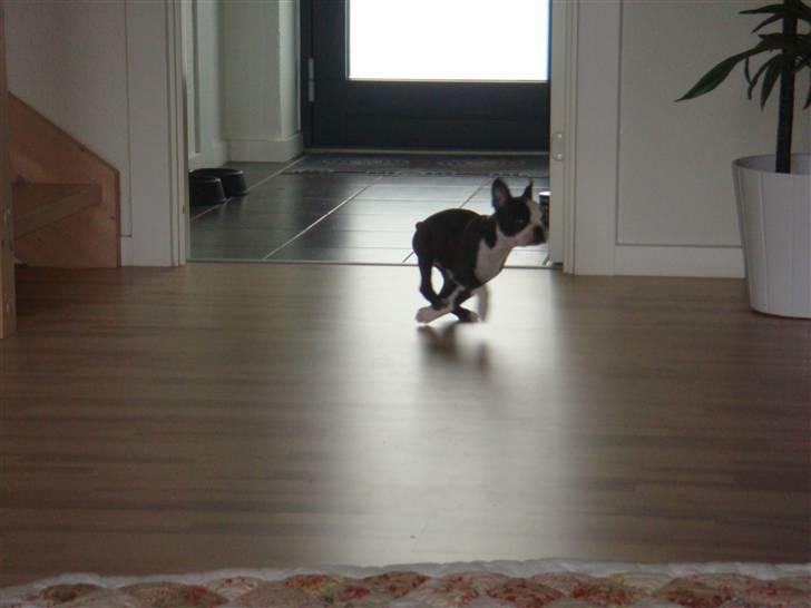 Boston terrier Malou - Var der nogle der sage "MAD" billede 7