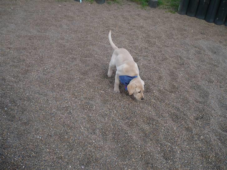 Labrador retriever Senta [BABY] billede 7