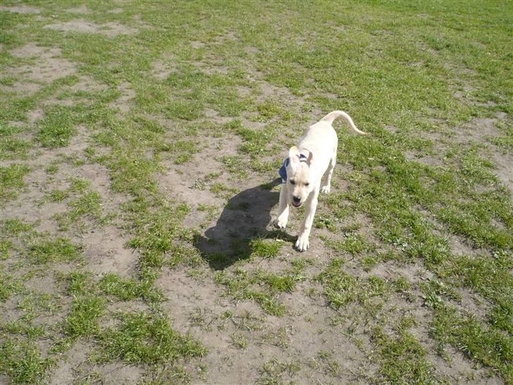 Labrador retriever Senta [BABY] billede 8