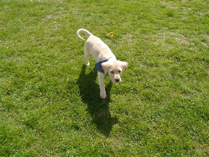 Labrador retriever Senta [BABY] billede 9