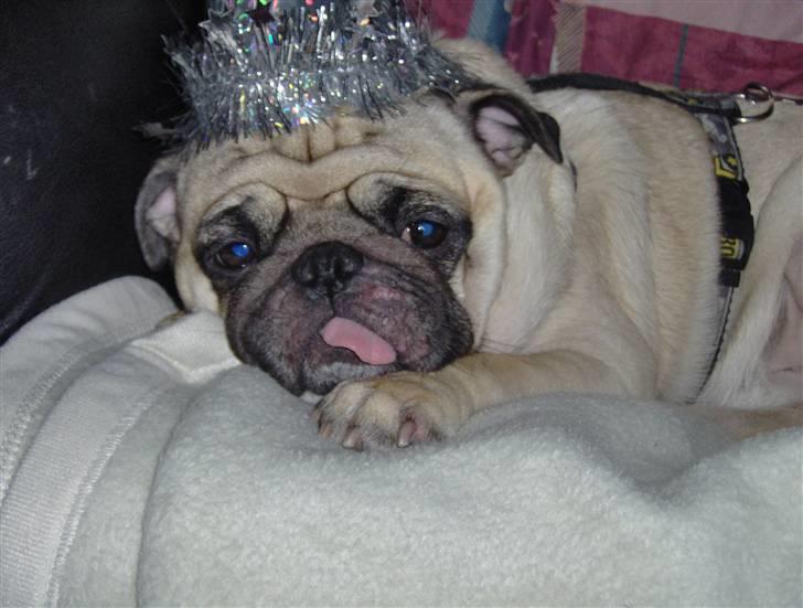 Mops Carlos billede 12