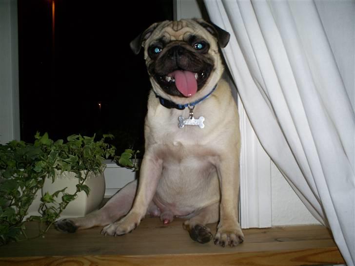 Mops Carlos billede 13